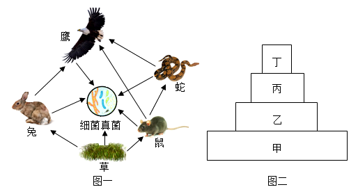 自然奥秘探索，食物链完整故事在线观看之旅