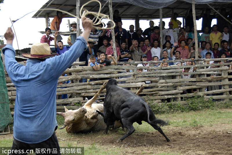 泰国斗牛视频，传统运动的魅力与争议并存