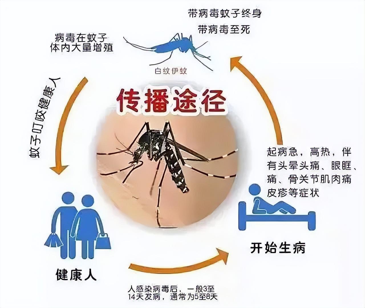 潮州登革热最新疫情，全面应对与防控进展更新报告