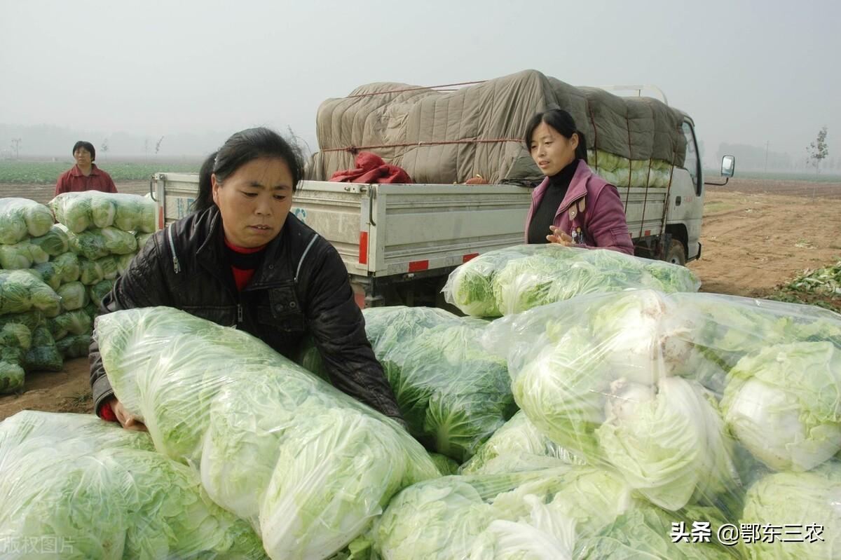 山东肥城白菜最新价格动态与趋势分析