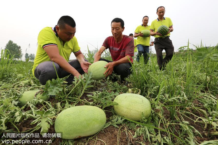 湖北西瓜价格最新动态分析